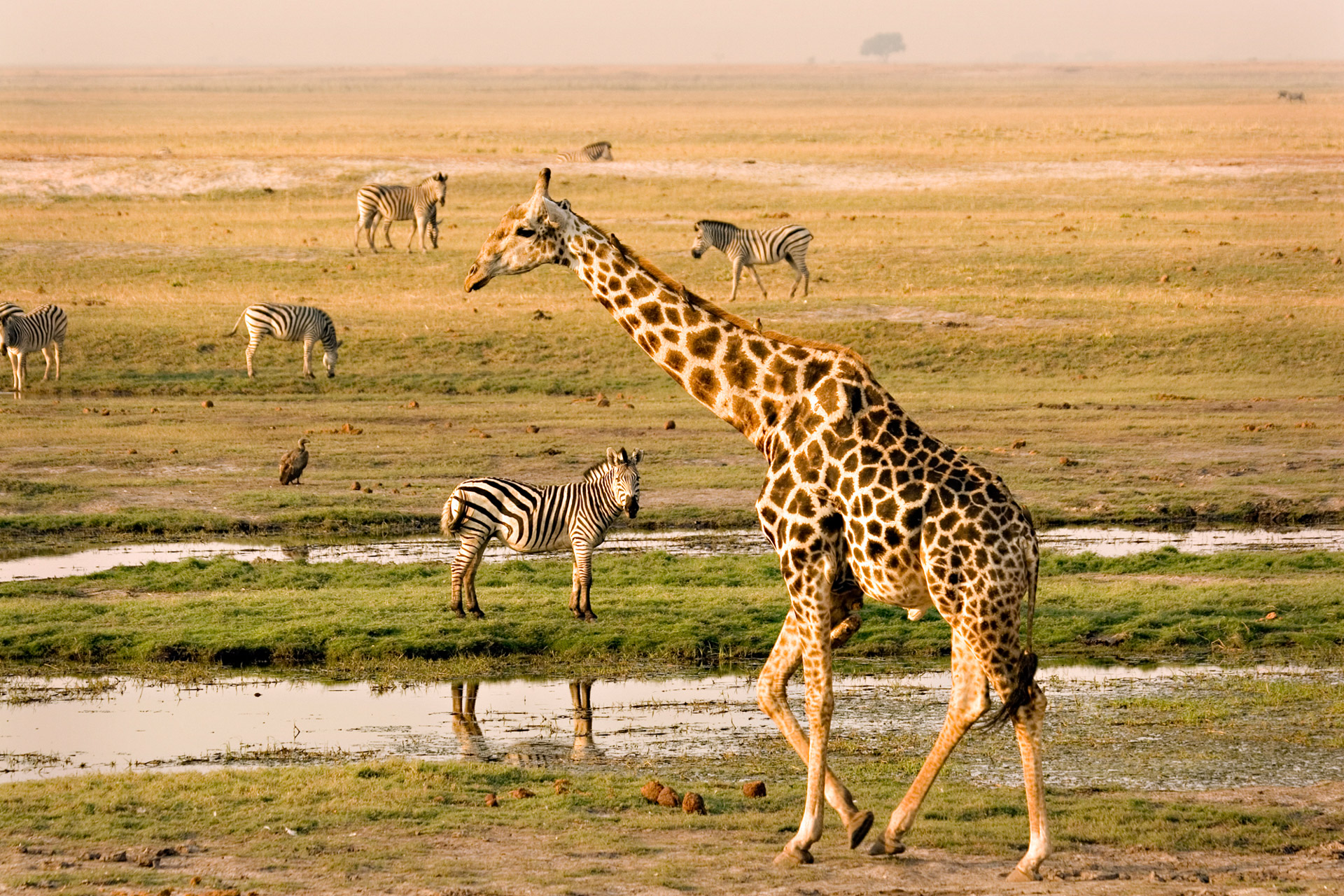 Chobe Reserve