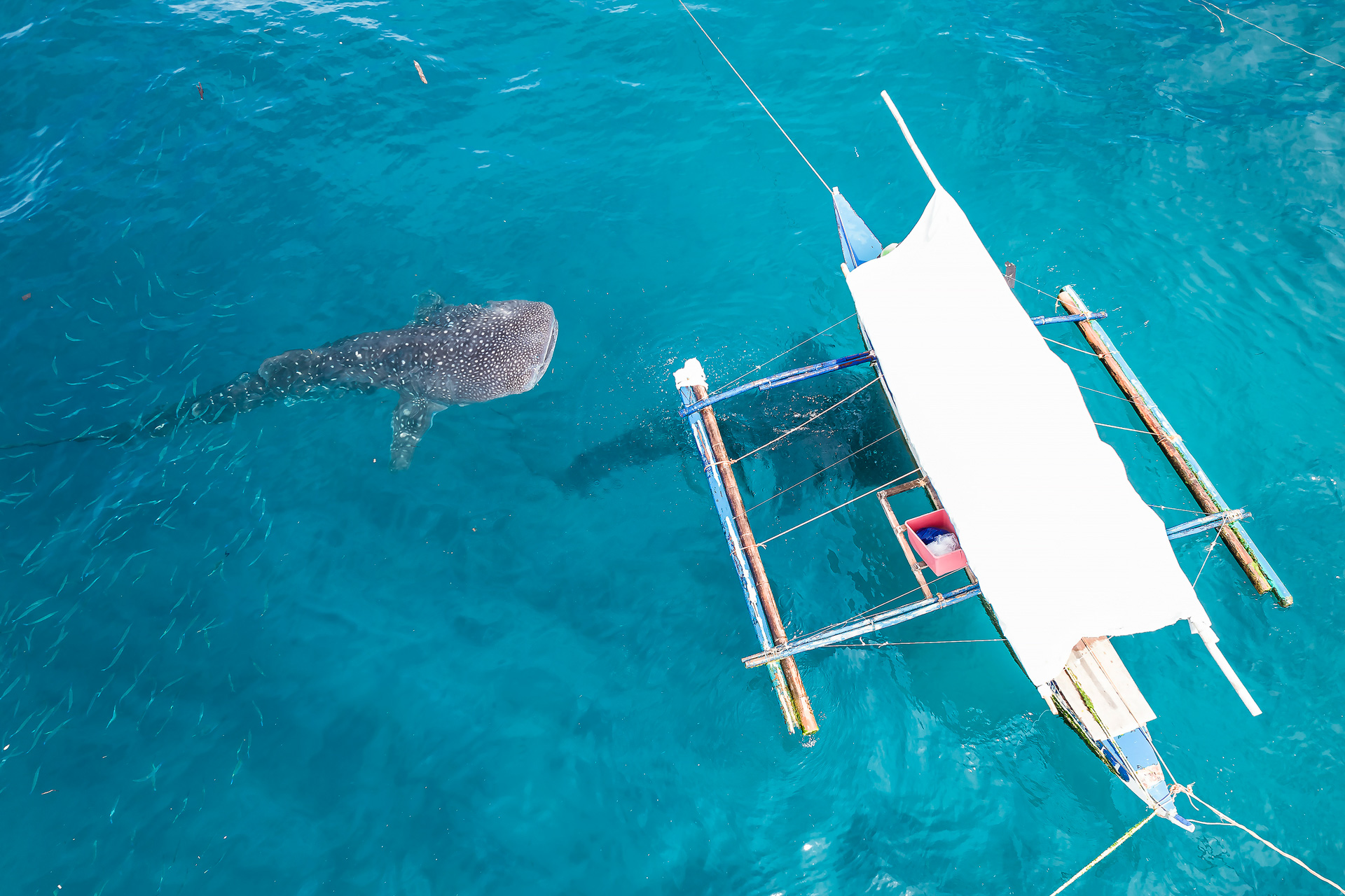 Donsol – Whale Shark