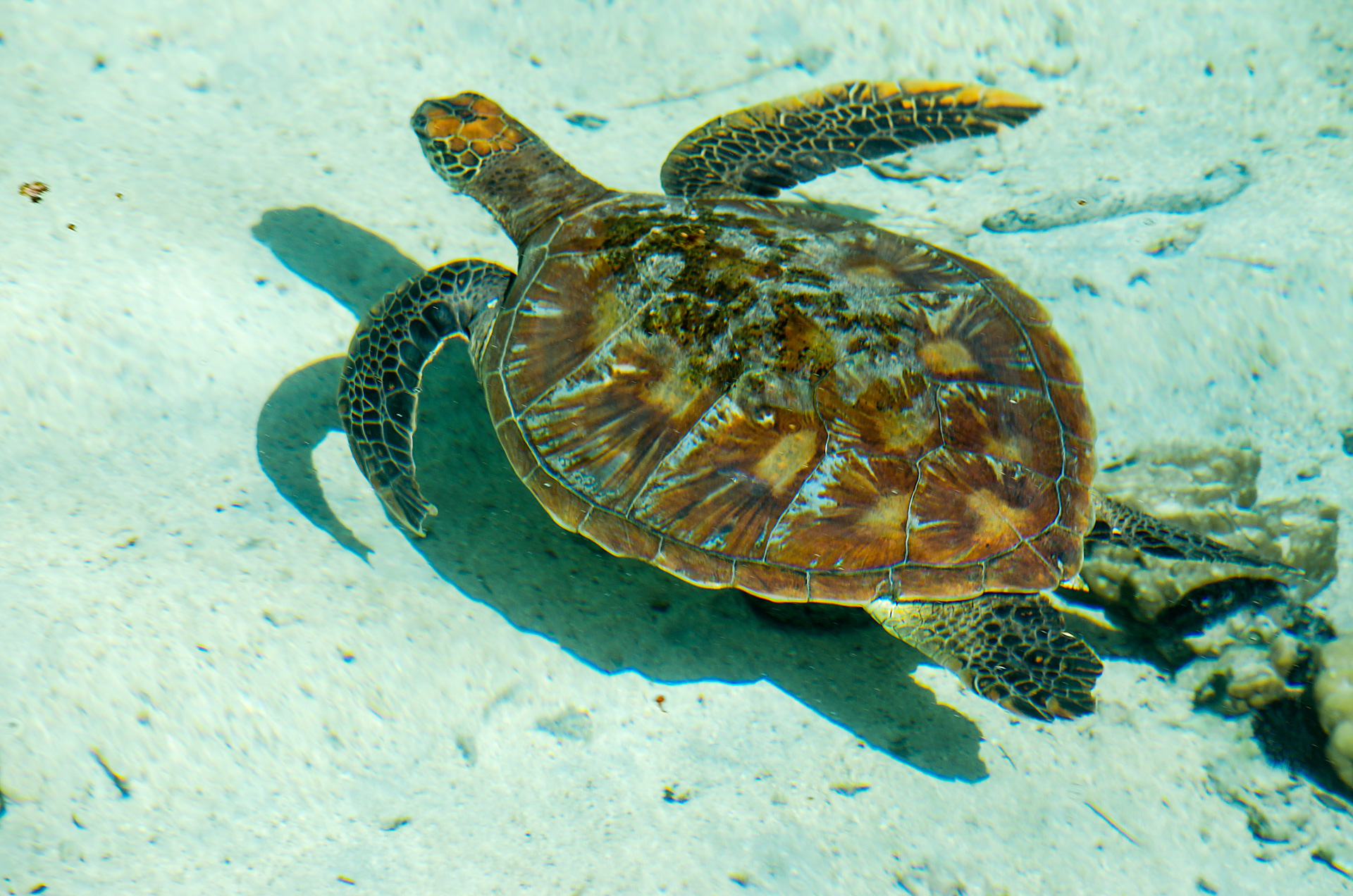 Marine Fauna