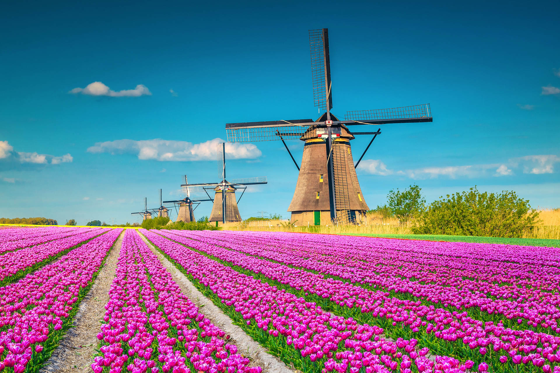 Kinderdijk
