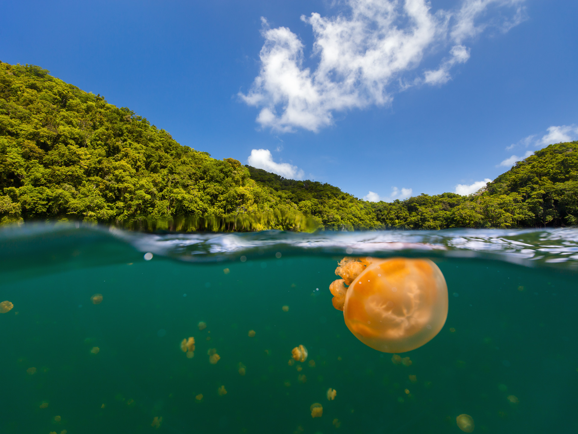 Jellyfish Lake 