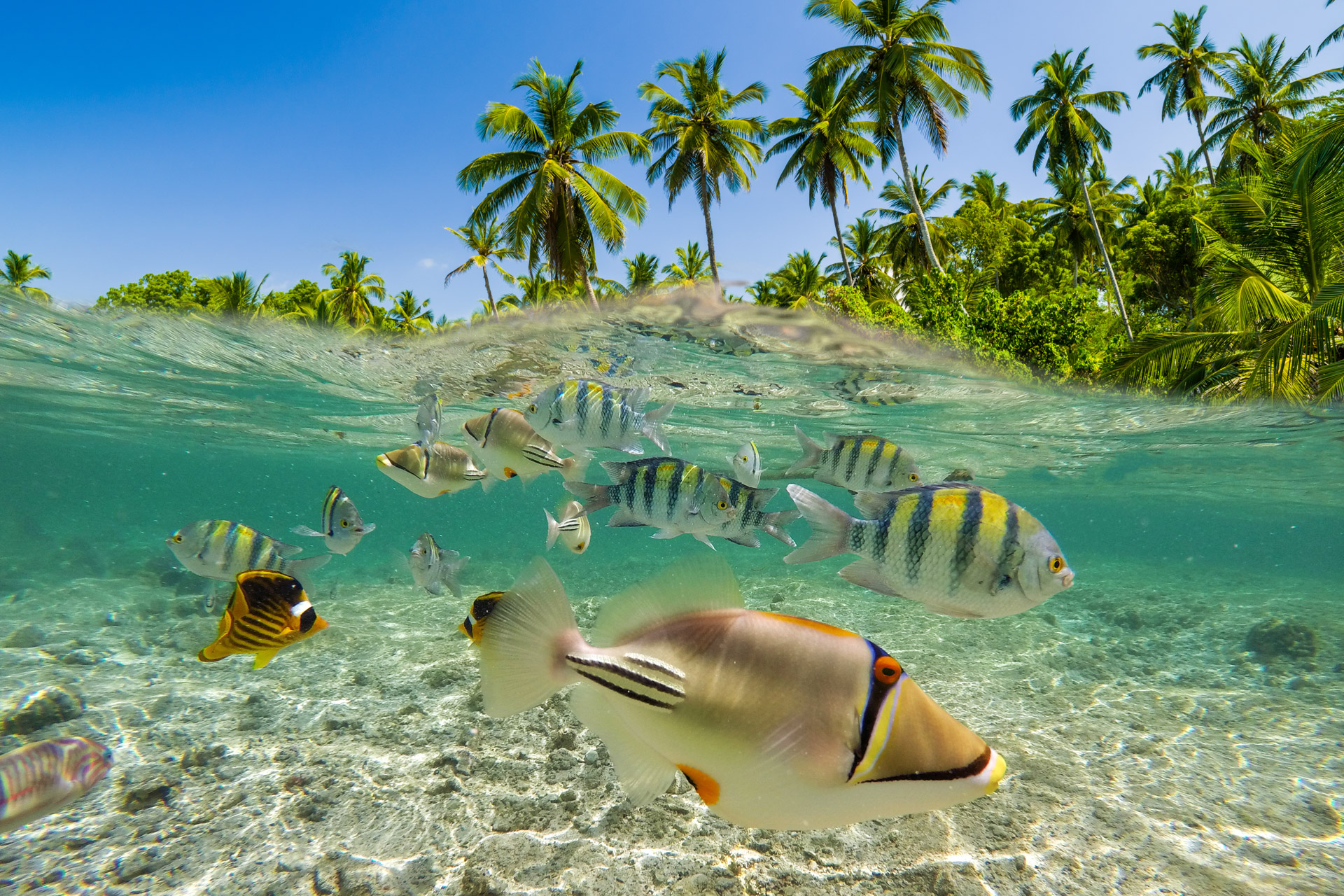 Moorea – Diving 