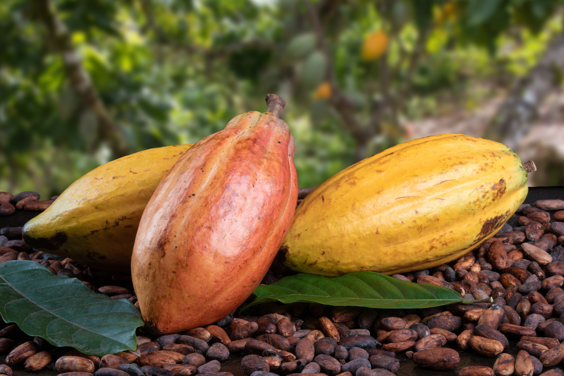 Cocoa Platations 