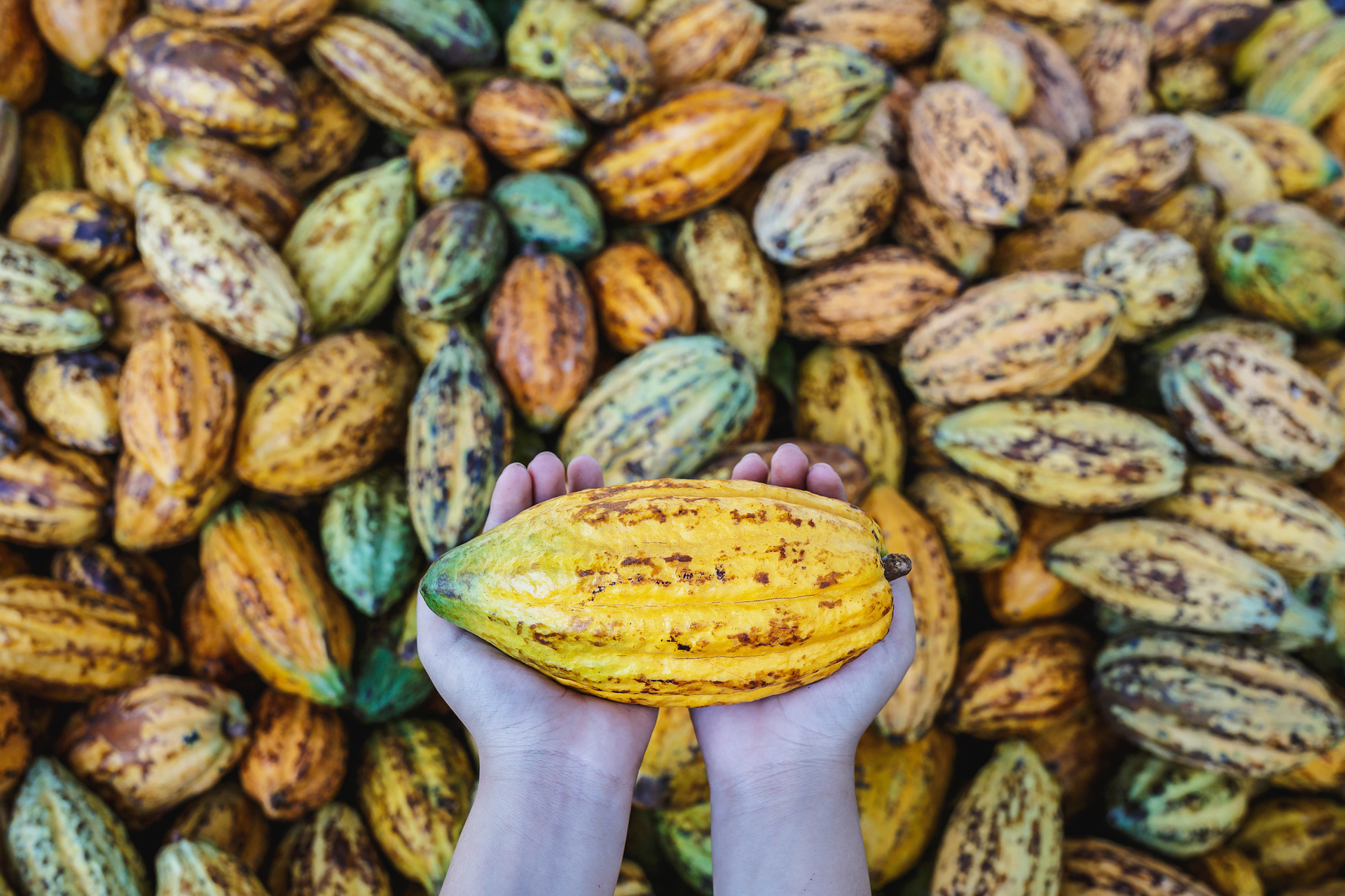 Cocoa Production