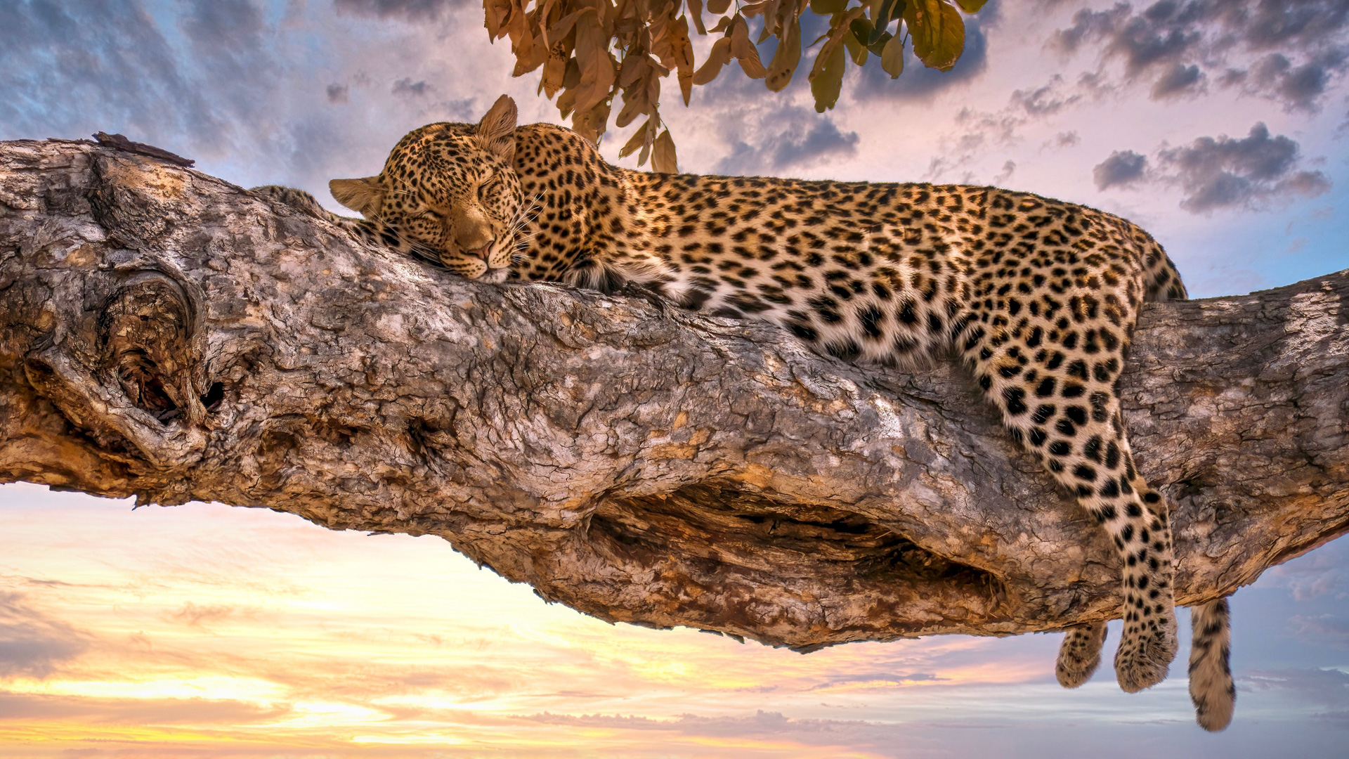 Savute – Leopard