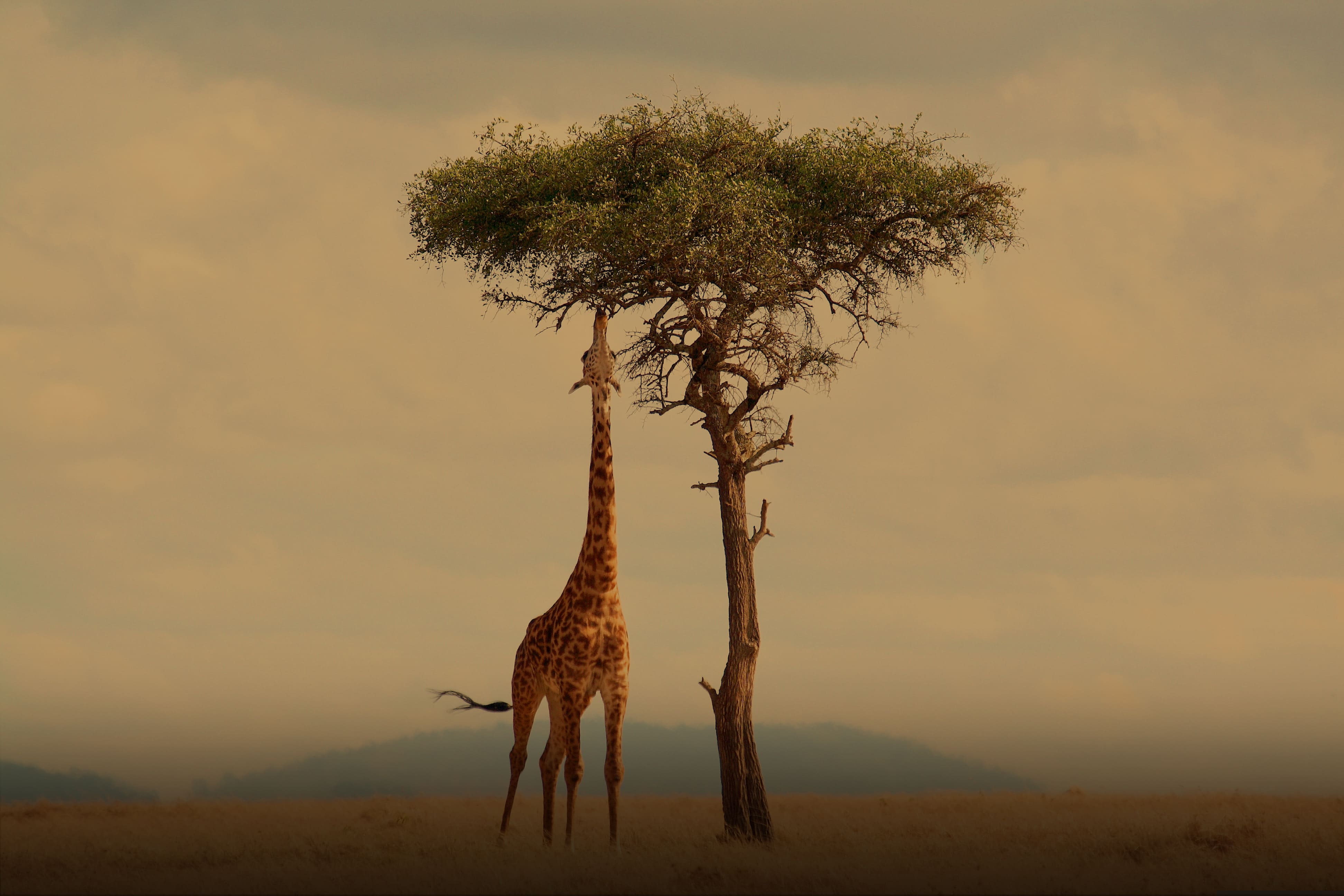 Africa
