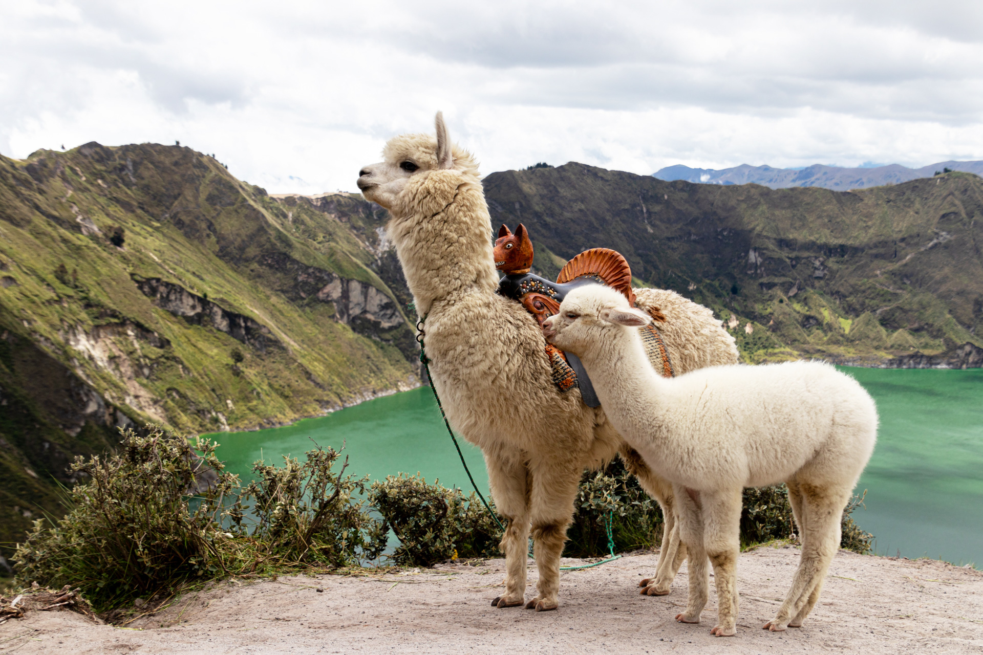 Andes - Alpacas