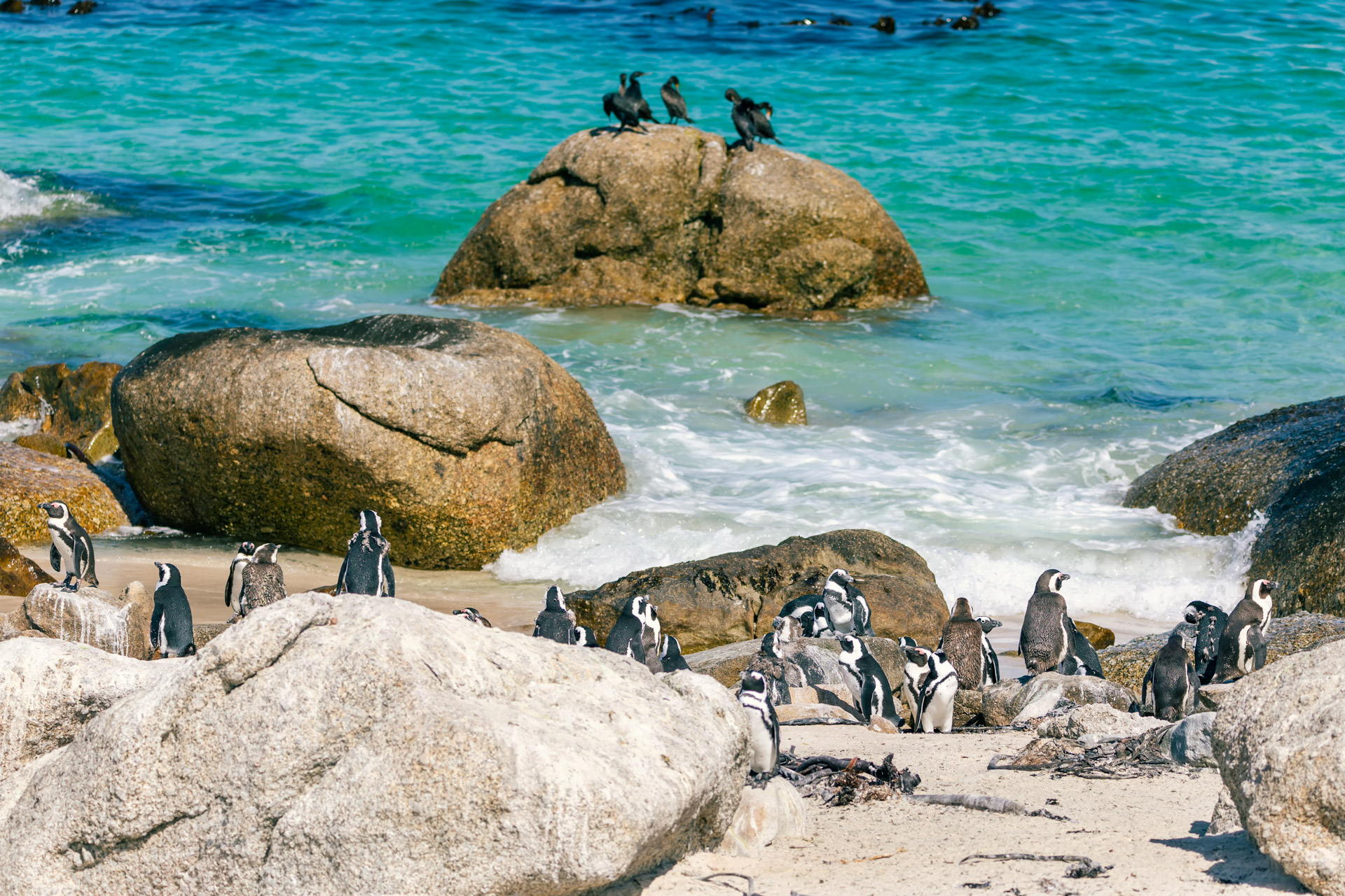 Boulders Beach - Pinguins