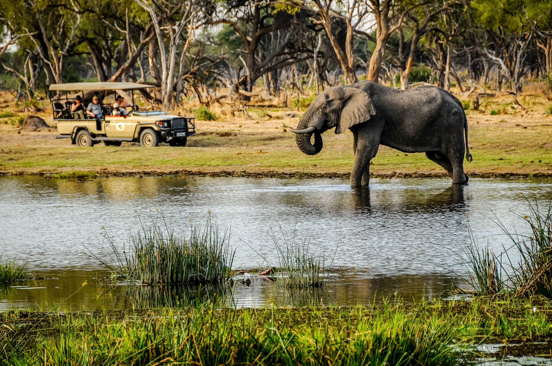 Chobe - Jeep Safari