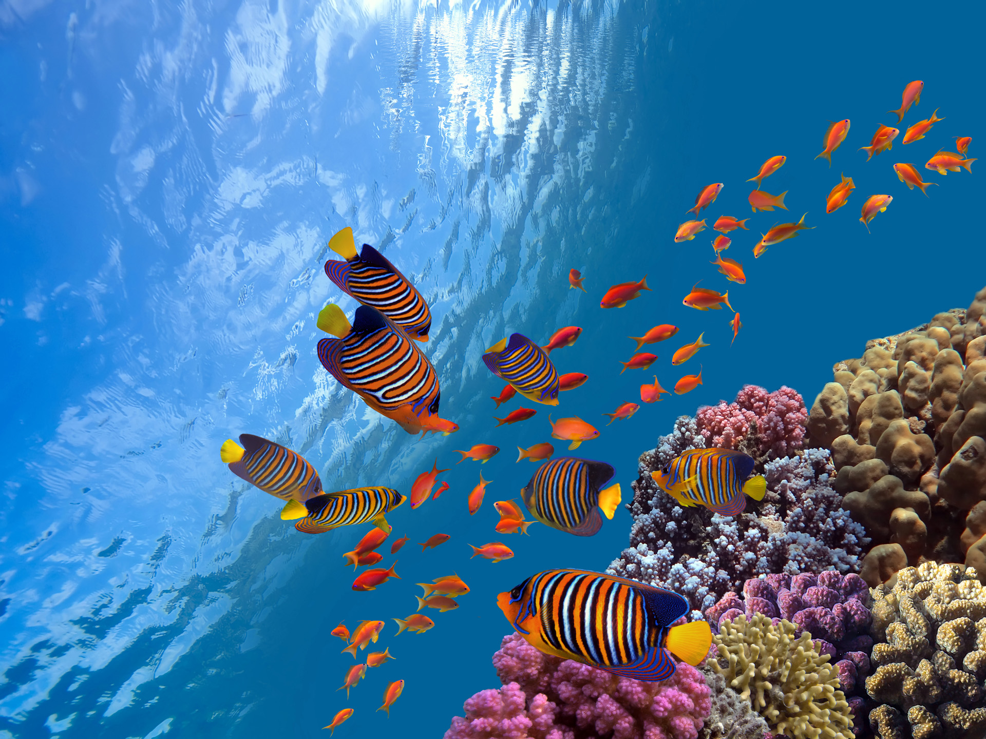 Coral Coast
