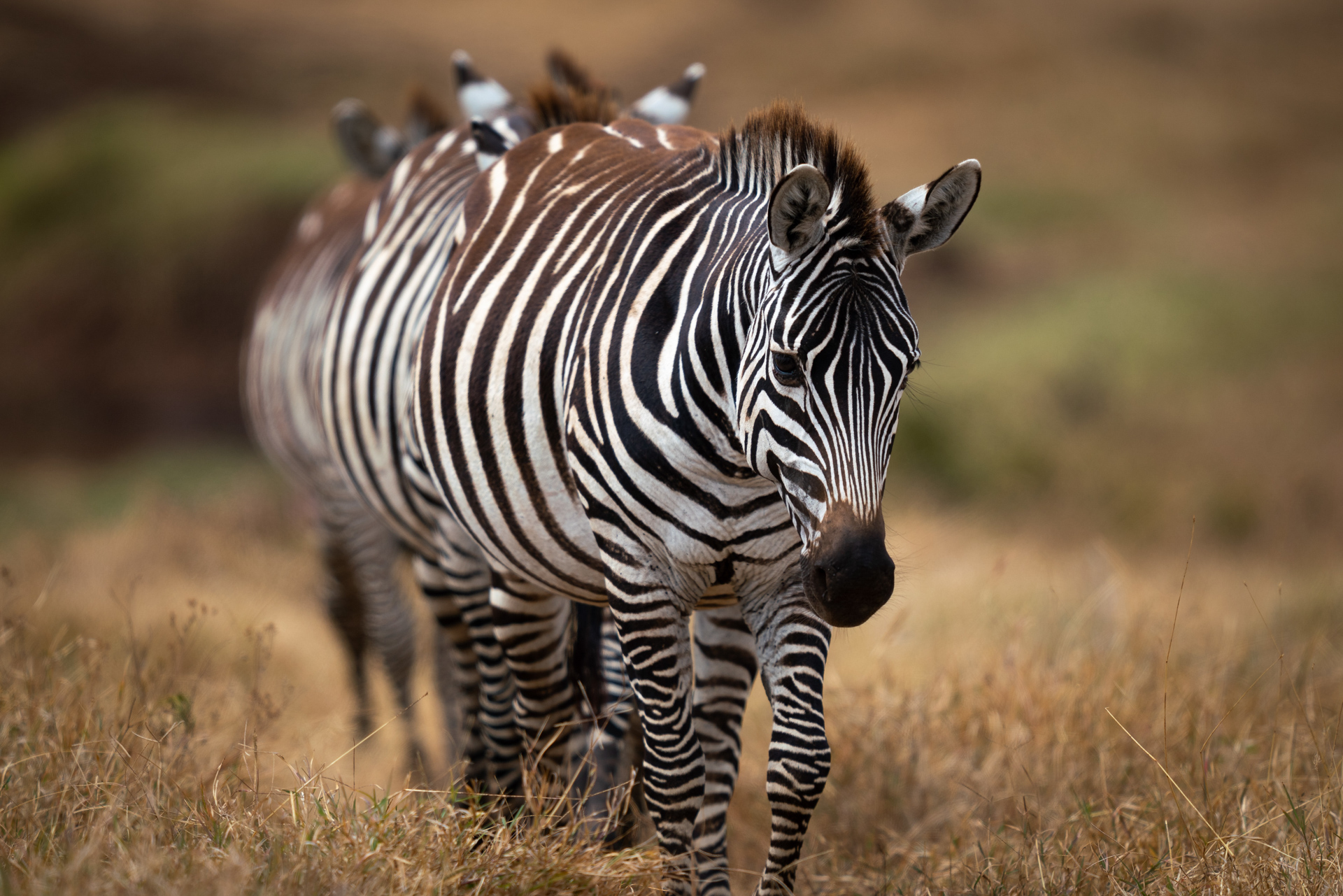 Cratera Ngorongoro - Zebras