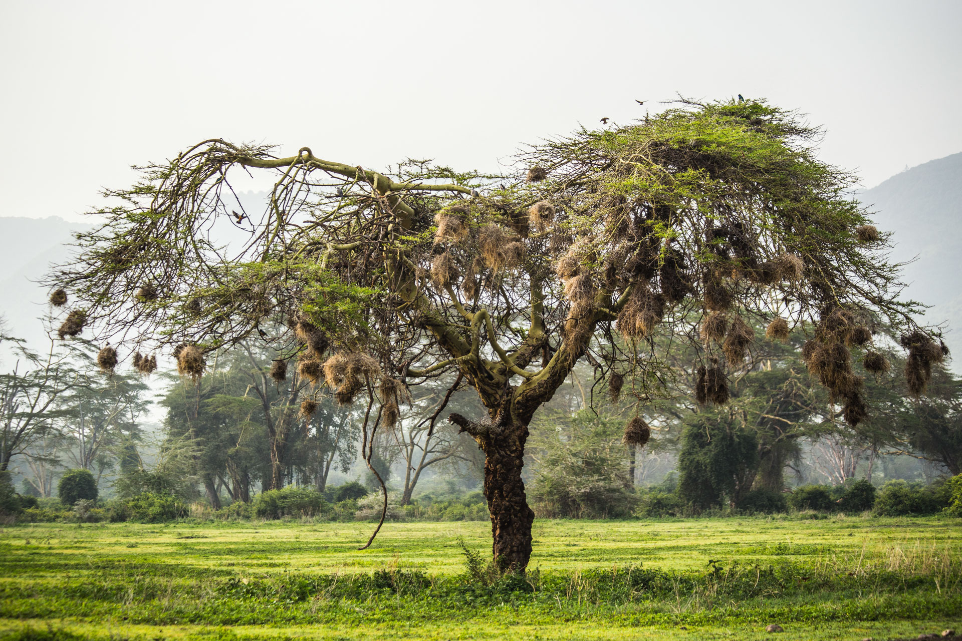 Cratera Ngorongoro - Acácia