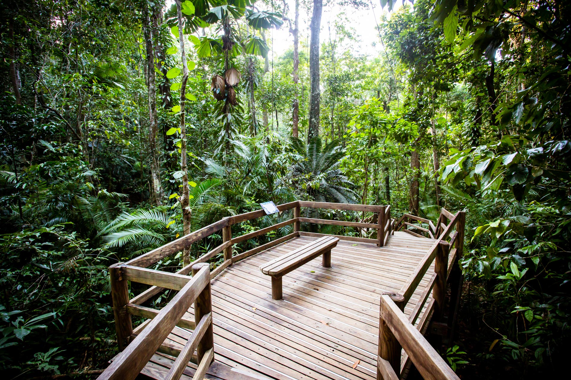 Floresta Tropical de Daintree
