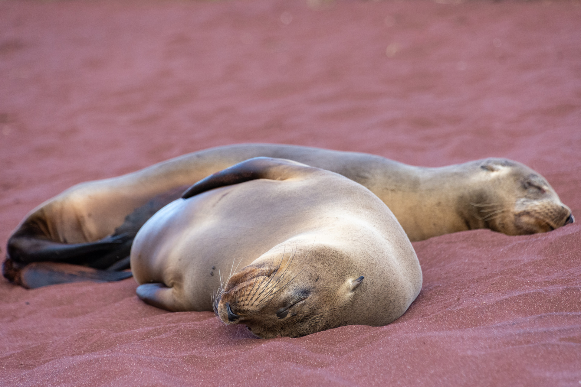 Galápagos - Ilha Rabida