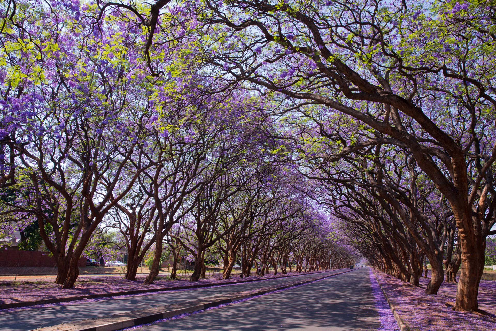 Harare