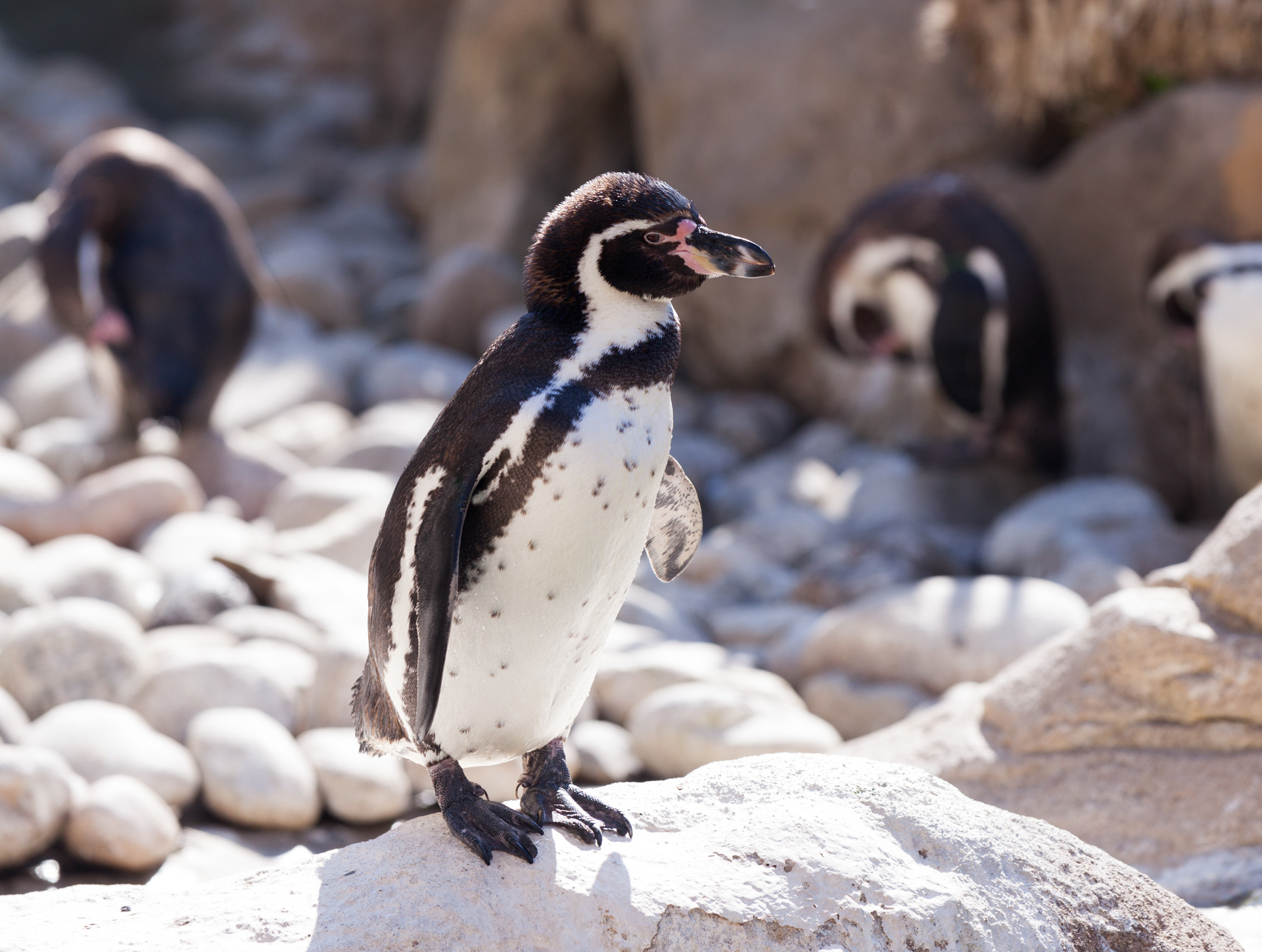 Humboldt - Pinguin de Magalhães