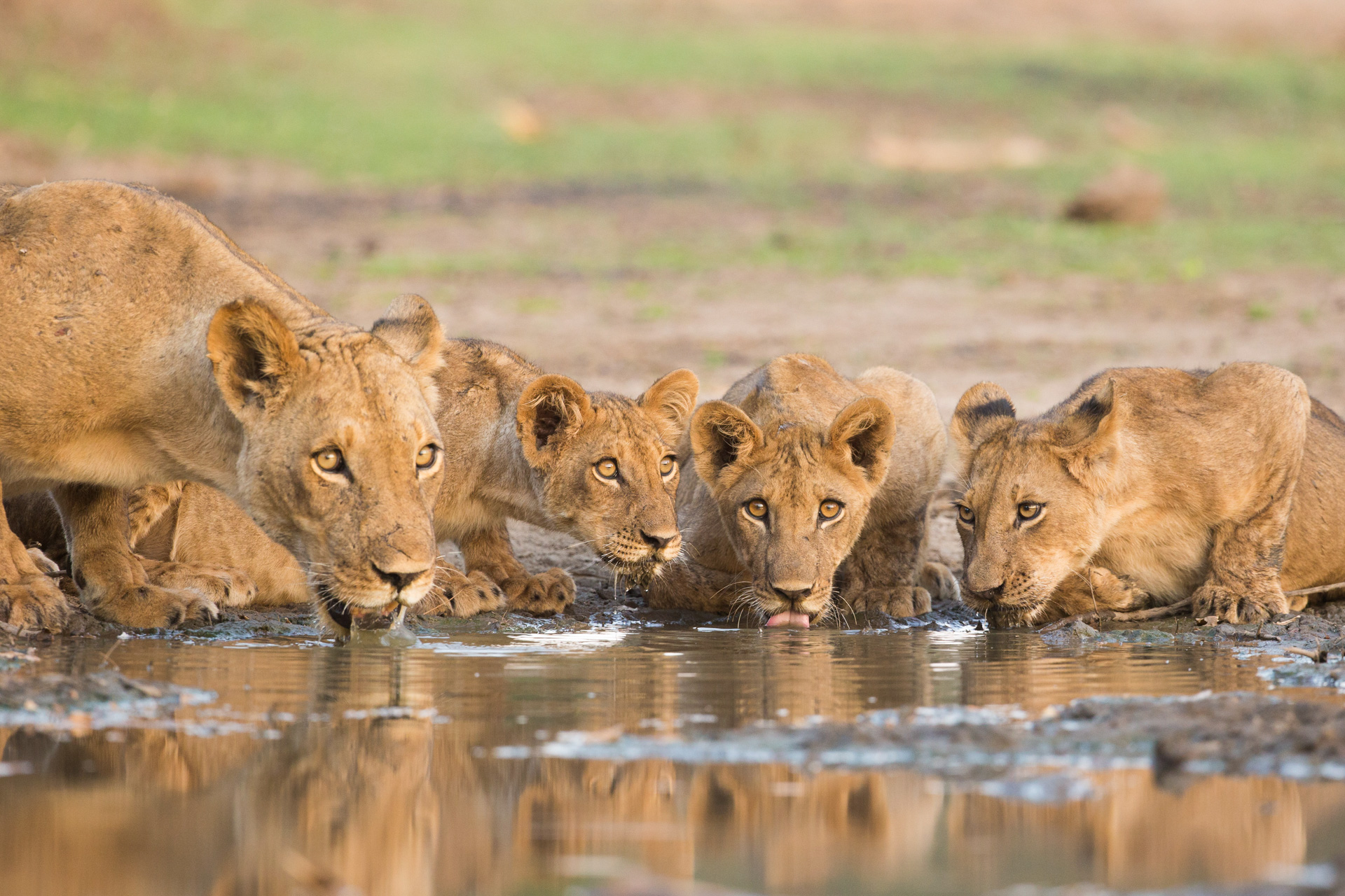Hwange Parque Nacional