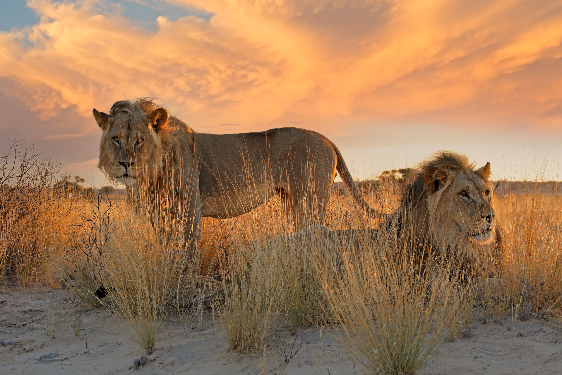Kalahari - Leões