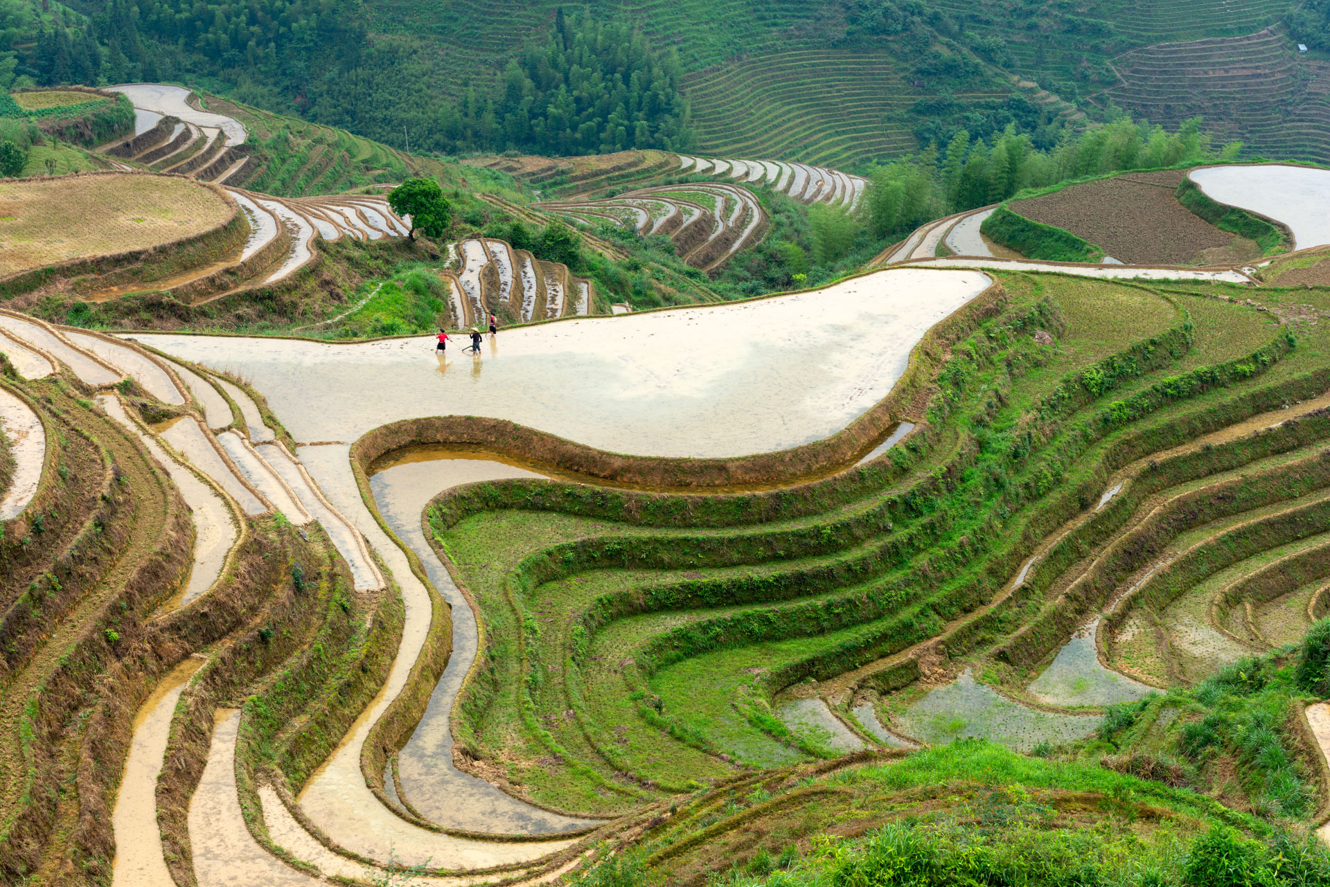 Longsheng – Terraços de Arroz