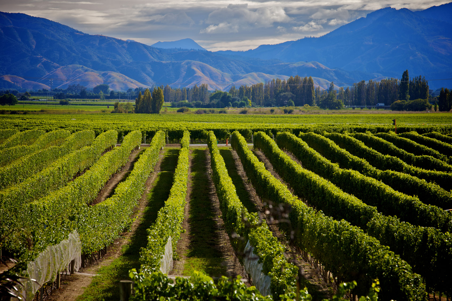 Marlborough -Vinhas