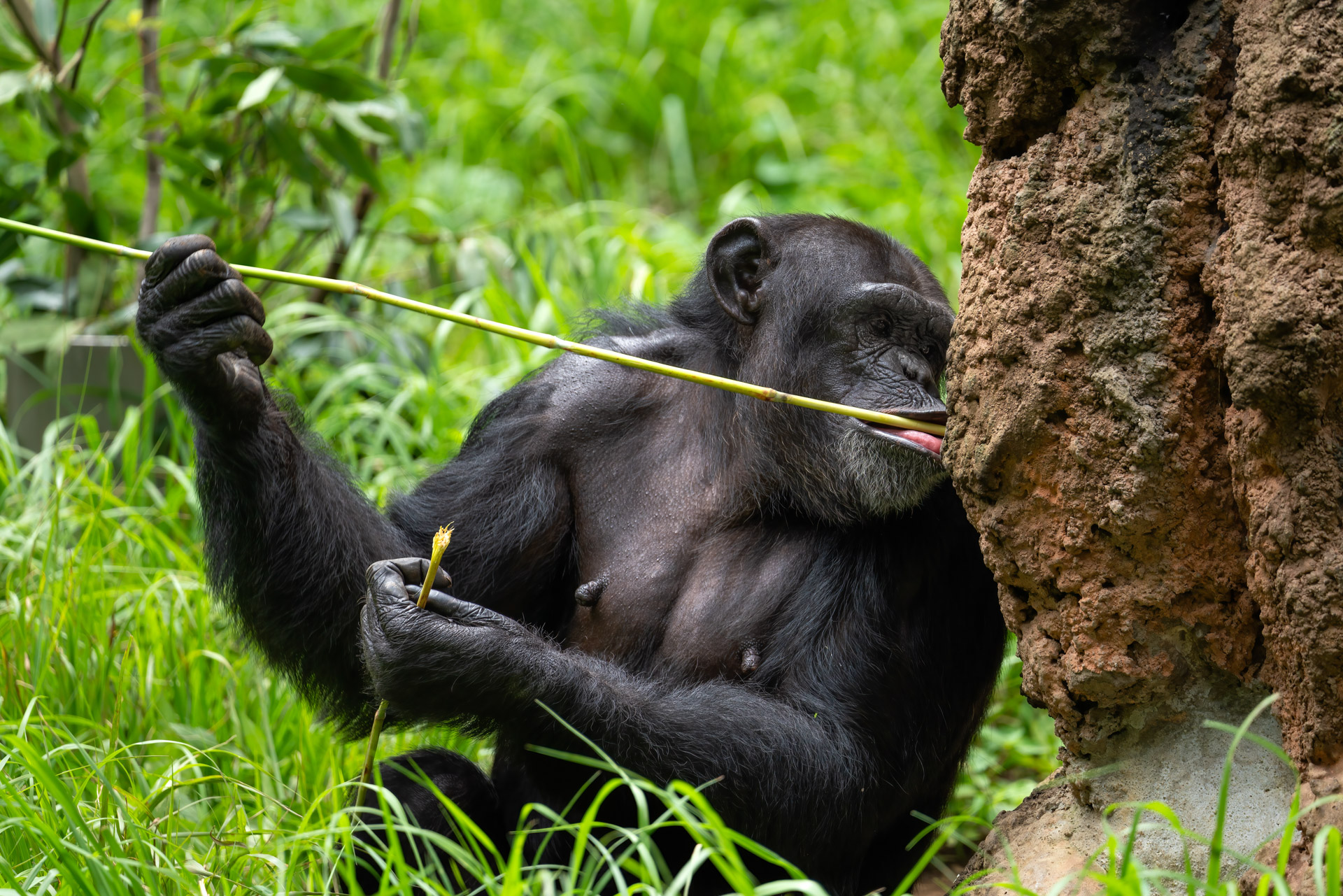 Parque de Gombe - Chimpazé