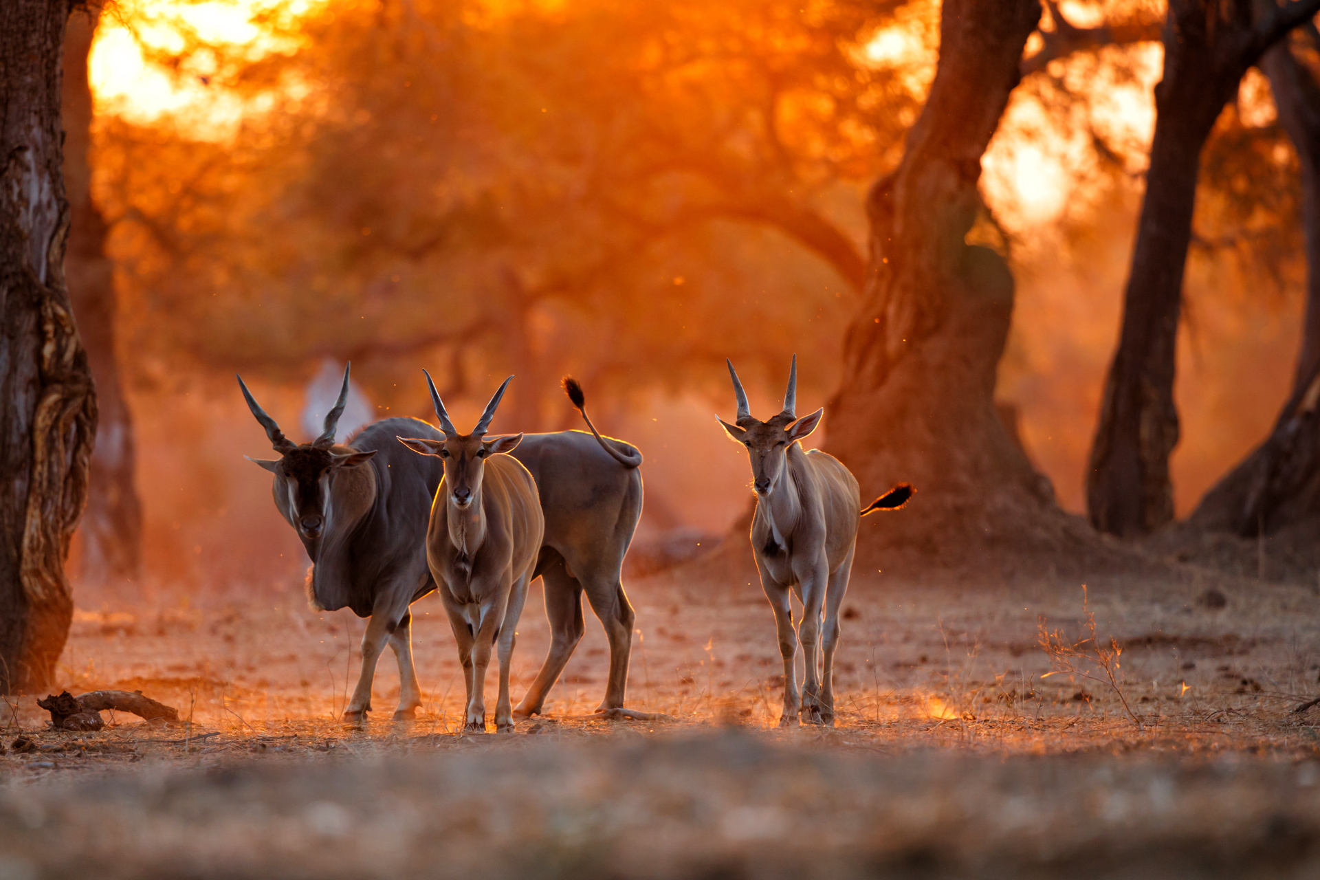 Parque Mana Pools