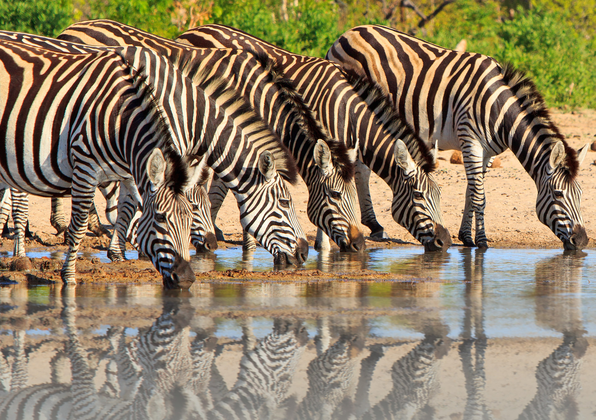 Parque Nacional Hwange