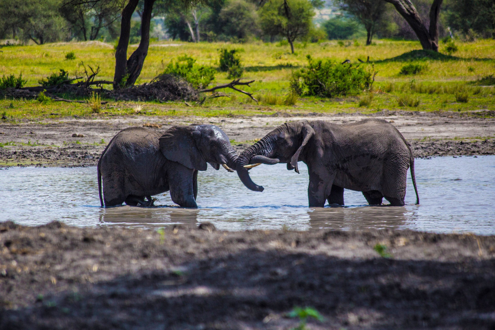 Parque Nacional de Tarangire