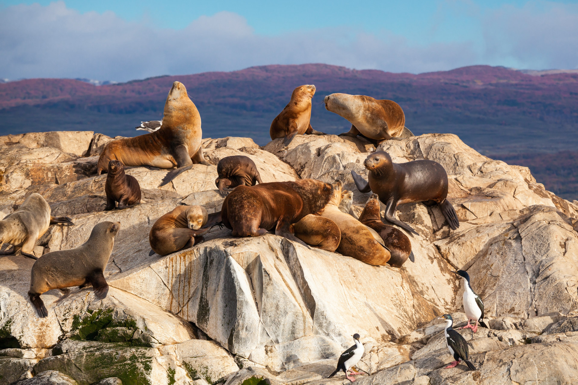 Patagónia – Leão Marinho