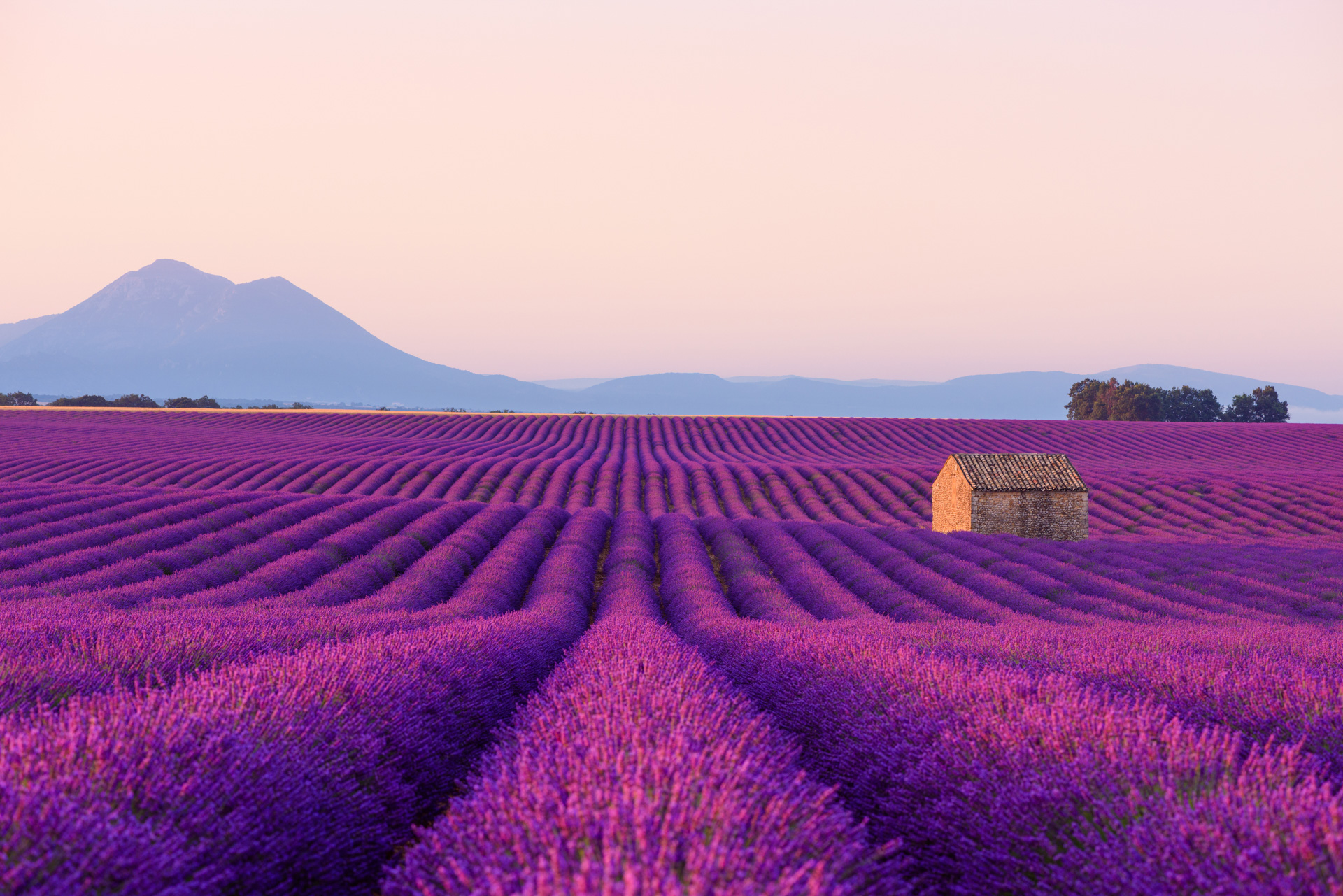 Provença - Lavanda