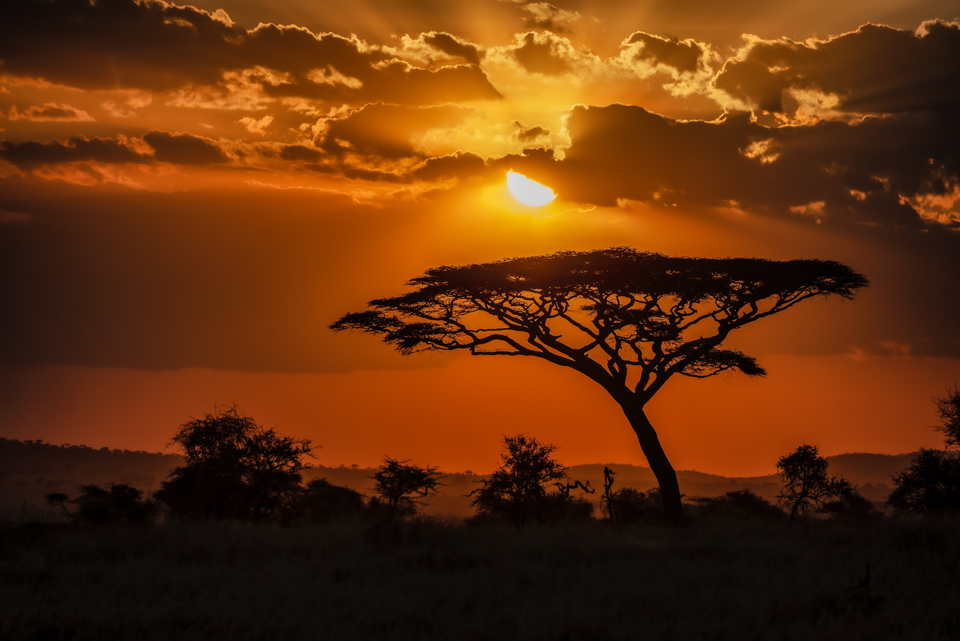 Savana ao Pôr do Sol
