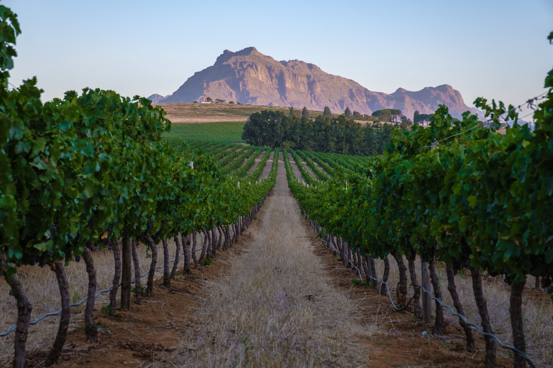 Stellenbosch Cape Winelands