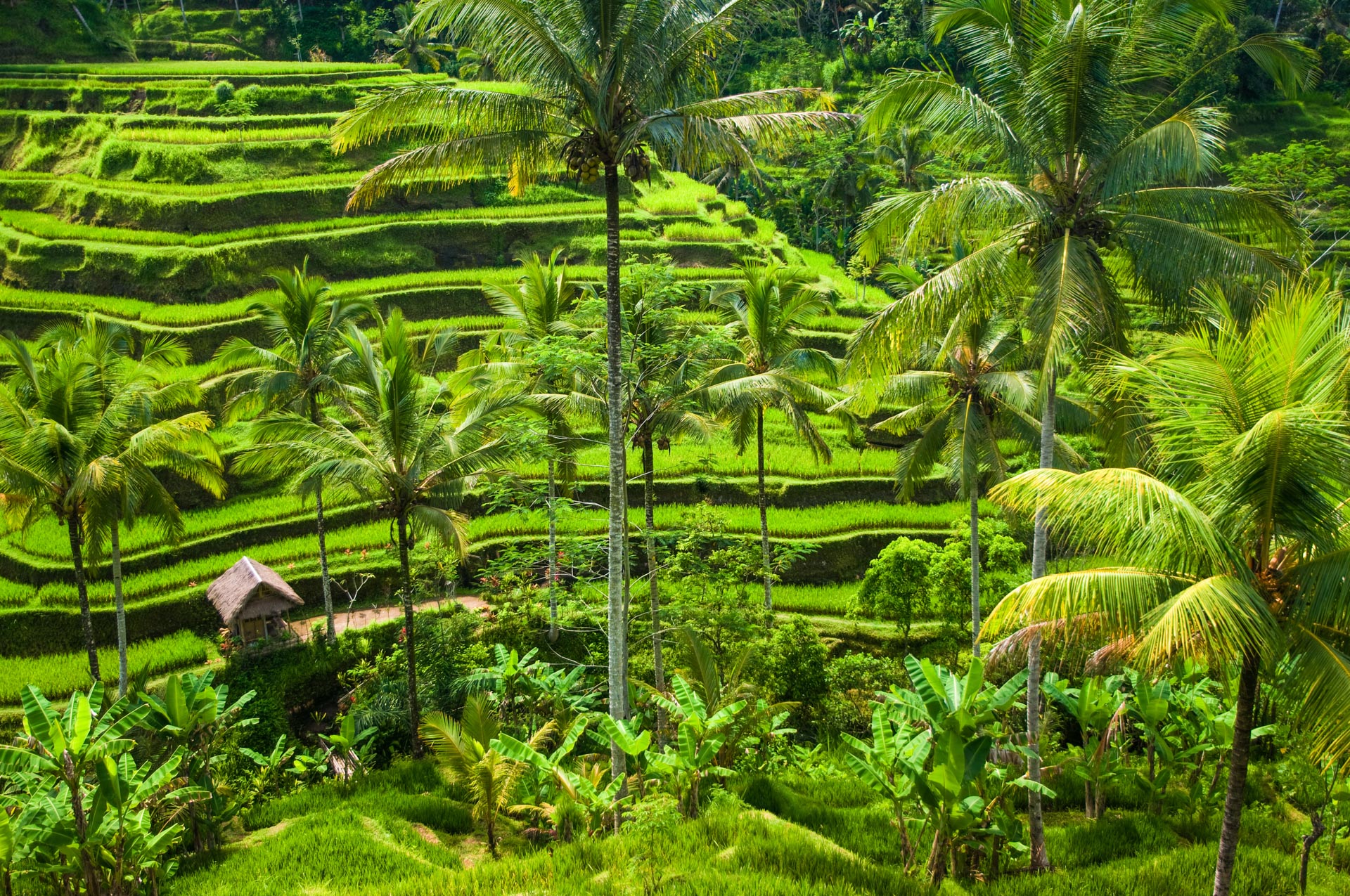 Ubud - Campos de arroz